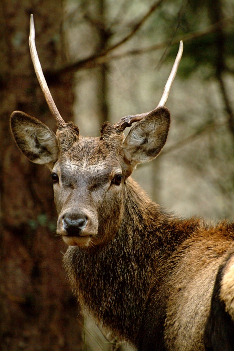 PASSIONE PER IL CERVO