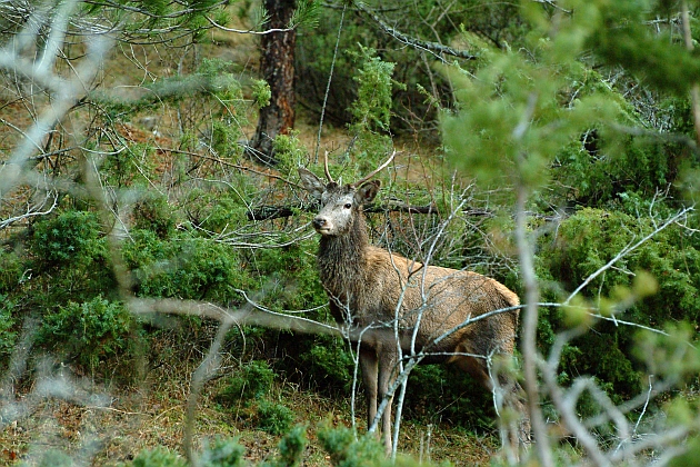PASSIONE PER IL CERVO