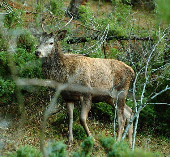 palchi raccolti