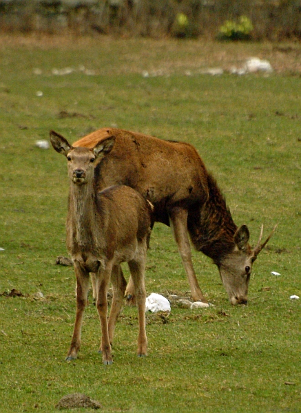 PASSIONE PER IL CERVO