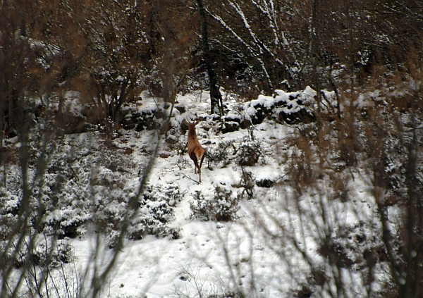 PASSIONE PER IL CERVO