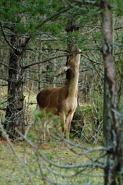 PASSIONE PER IL CERVO