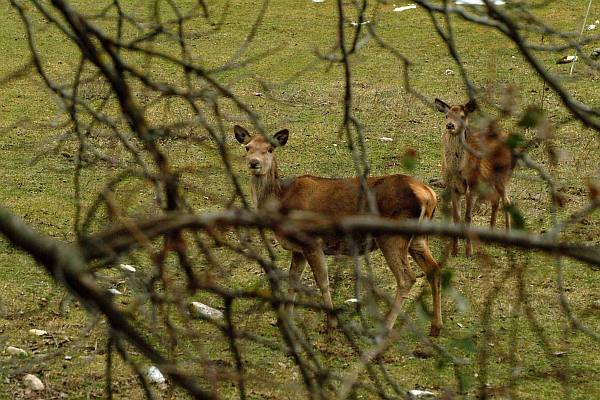 PASSIONE PER IL CERVO