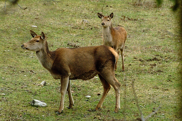 PASSIONE PER IL CERVO