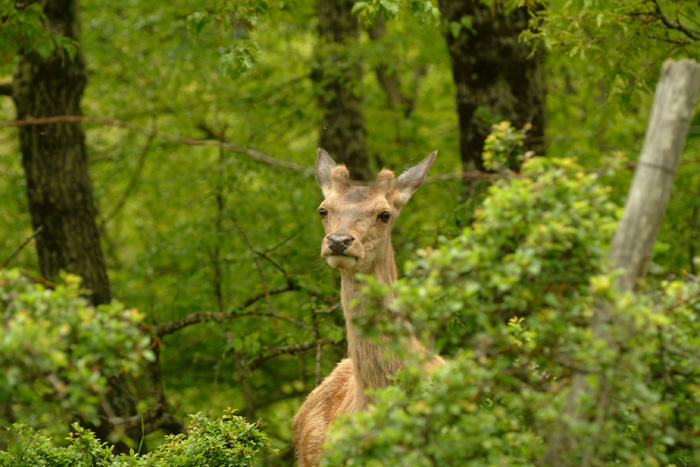 PASSIONE PER IL CERVO