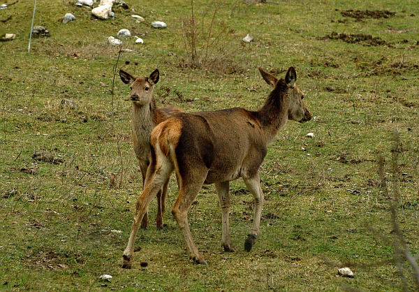 PASSIONE PER IL CERVO