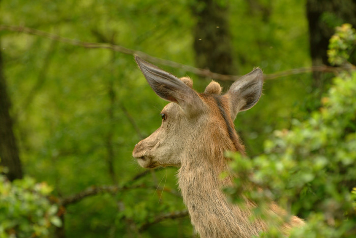 PASSIONE PER IL CERVO