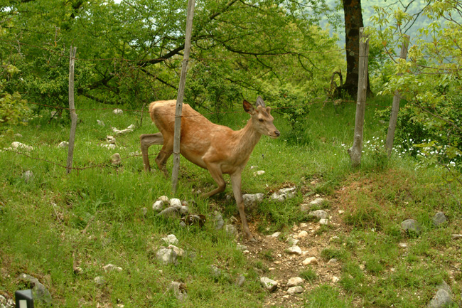 PASSIONE PER IL CERVO