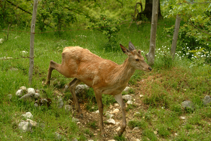 PASSIONE PER IL CERVO