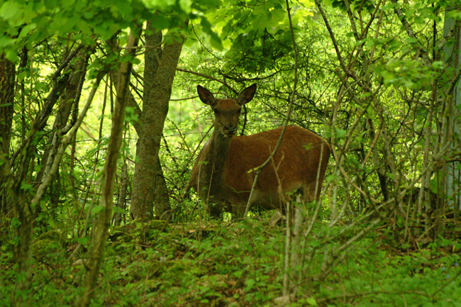 PASSIONE PER IL CERVO