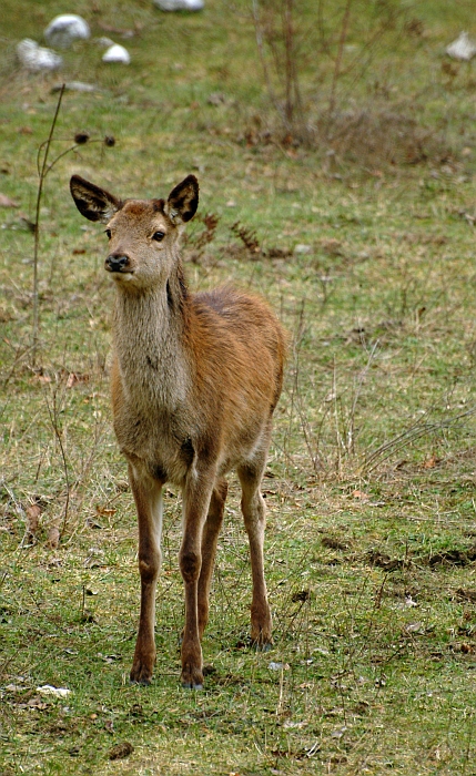 PASSIONE PER IL CERVO