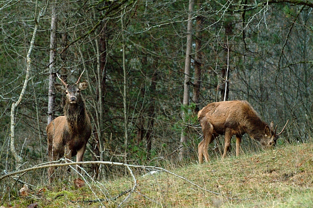 PASSIONE PER IL CERVO