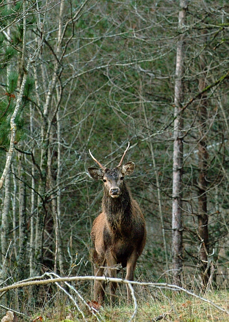 PASSIONE PER IL CERVO