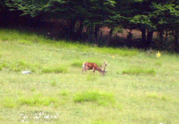 PASSIONE PER IL CERVO