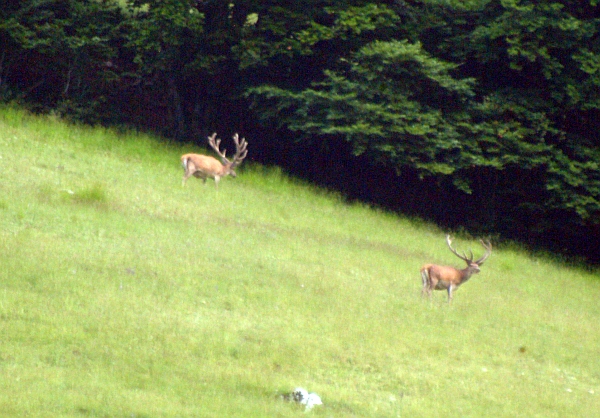 PASSIONE PER IL CERVO