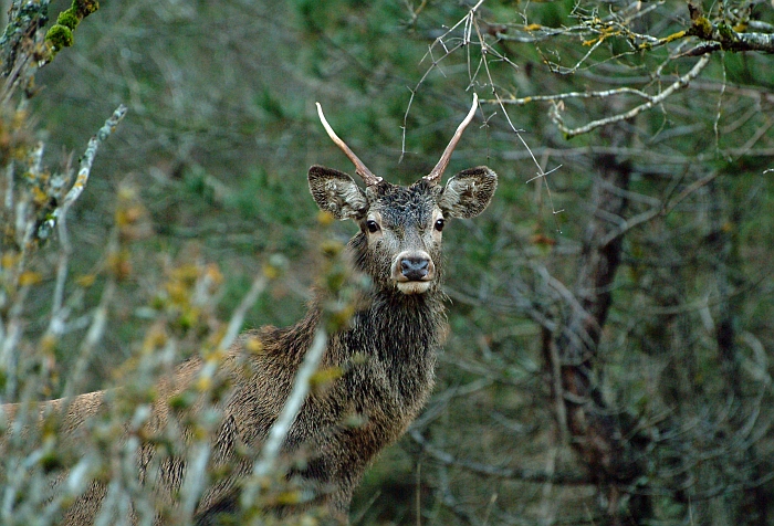 PASSIONE PER IL CERVO