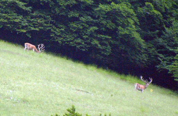 PASSIONE PER IL CERVO