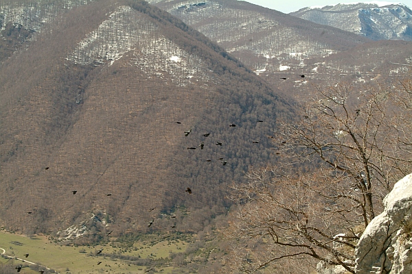 Gracchi alpini