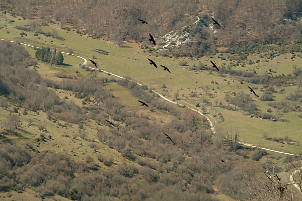 Gracchi alpini
