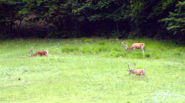 PASSIONE PER IL CERVO