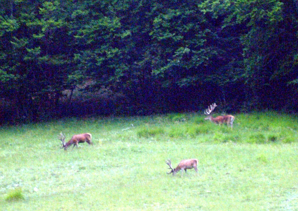 PASSIONE PER IL CERVO