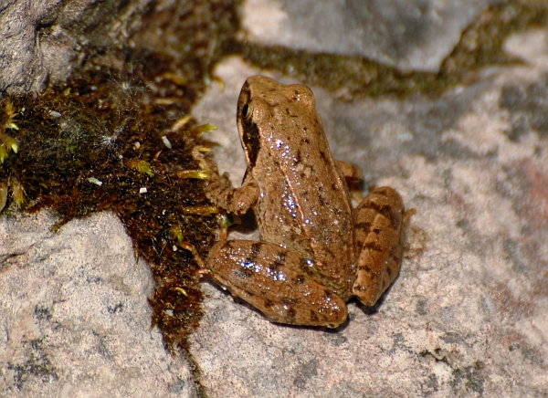 Rana italica