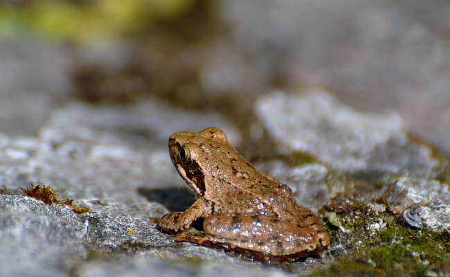 Rana italica