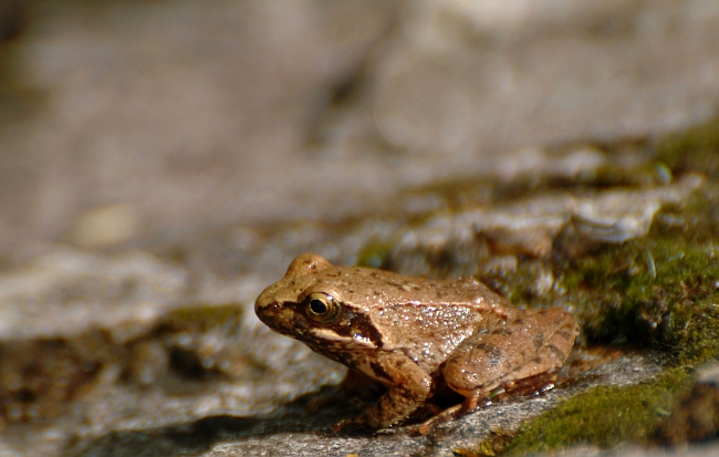 Rana italica