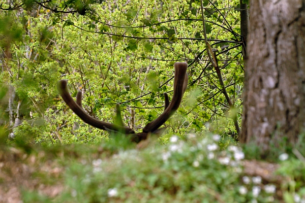 PASSIONE PER IL CERVO