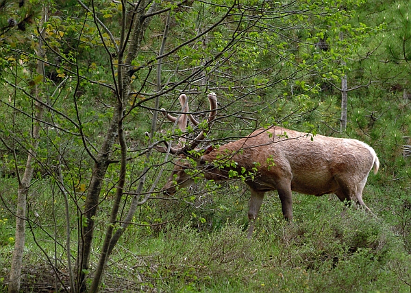 PASSIONE PER IL CERVO