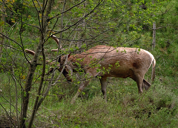 PASSIONE PER IL CERVO