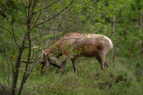 PASSIONE PER IL CERVO