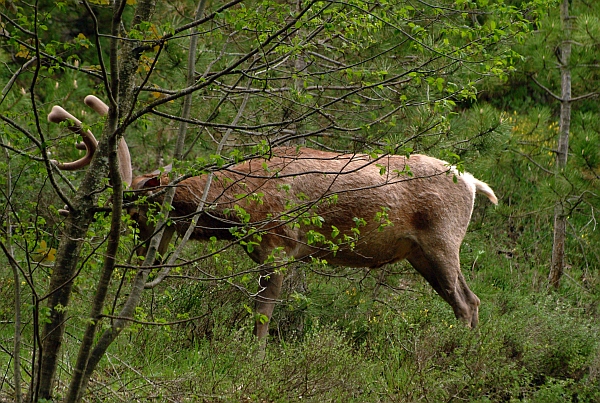PASSIONE PER IL CERVO