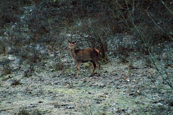 PASSIONE PER IL CERVO