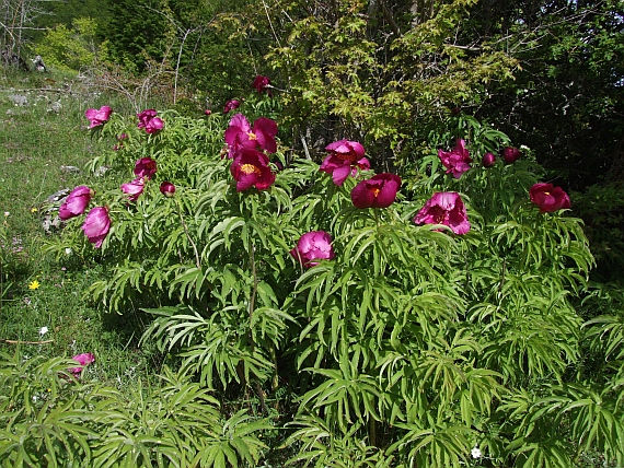 Paeonia officinalis subsp. italica / Peonia italica