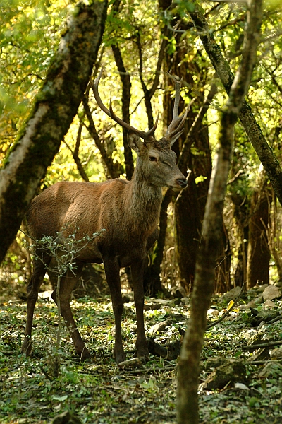 Ancora cervi