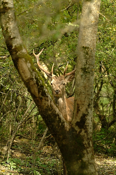 Ancora cervi