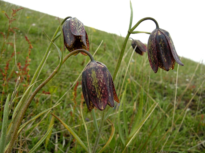 Fritillaria orientalis