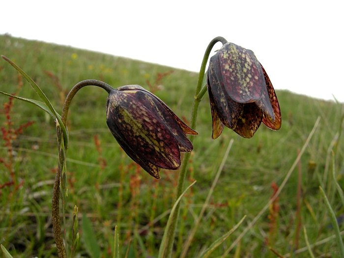 Fritillaria orientalis