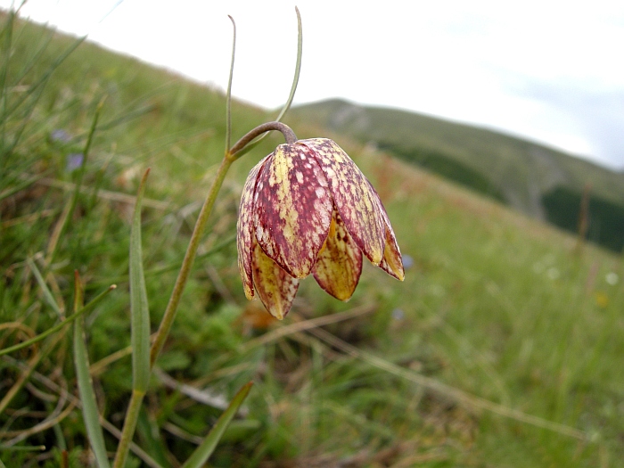 Fritillaria orientalis