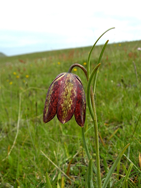 Fritillaria orientalis