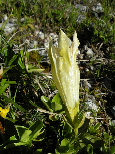 Gentiana dinarica bianca