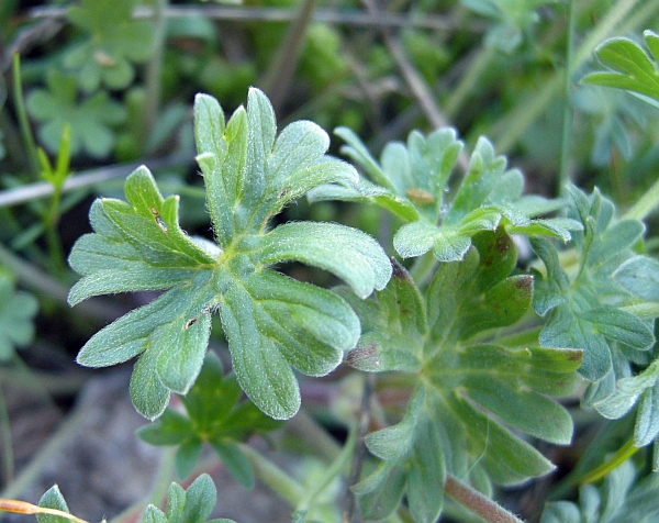 Geranium austroapenninum (=G.cinereum) / Geranio cenerino