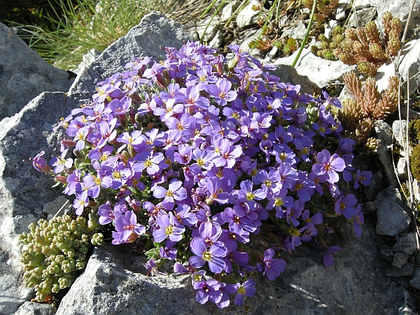 Aubrieta columnae / Aubrezia di Colonna