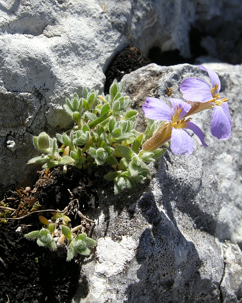 Aubrieta columnae / Aubrezia di Colonna