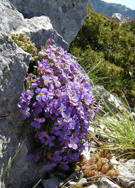 Aubrieta columnae / Aubrezia di Colonna