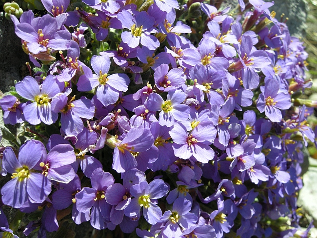 Aubrieta columnae / Aubrezia di Colonna