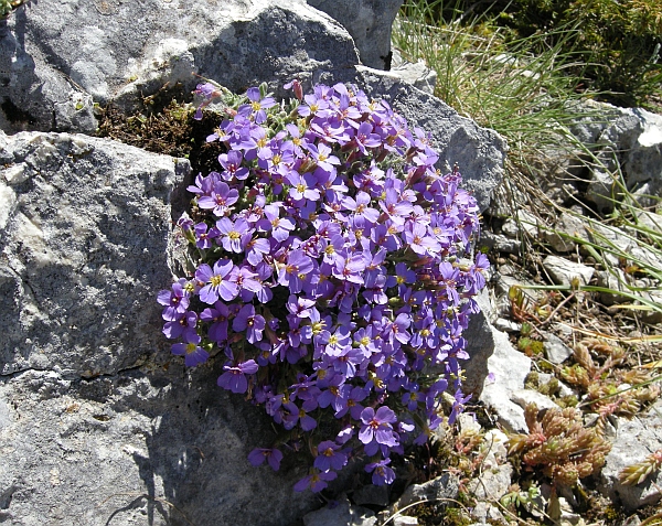 Aubrieta columnae / Aubrezia di Colonna