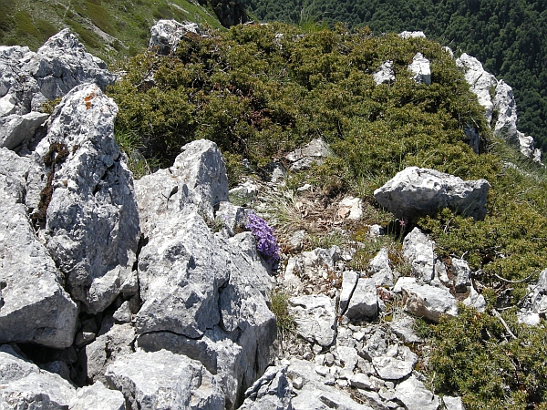 Aubrieta columnae / Aubrezia di Colonna