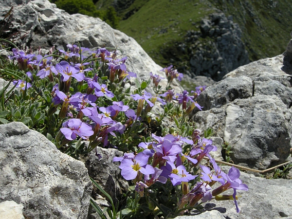 Aubrieta columnae / Aubrezia di Colonna